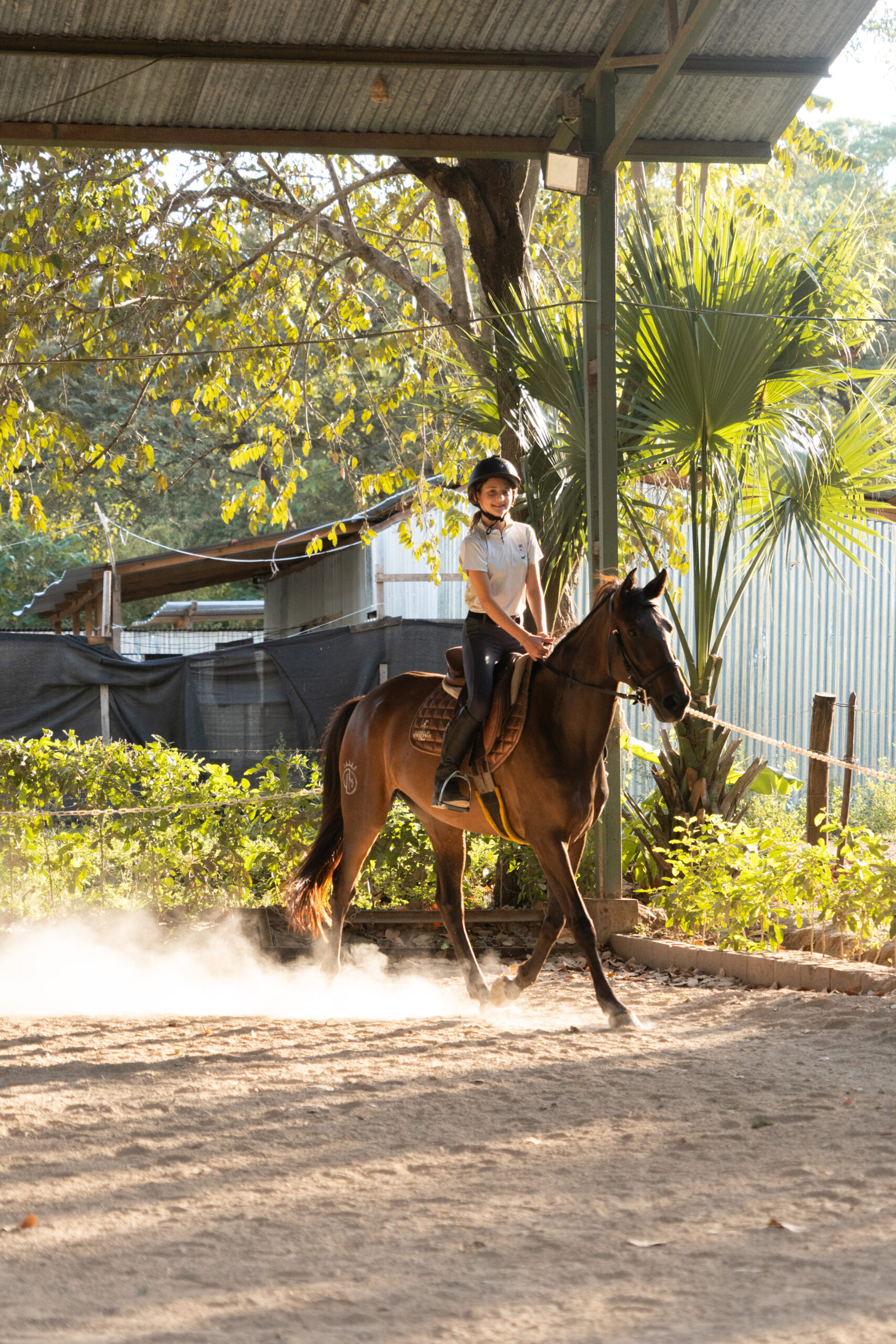 Caballo 2