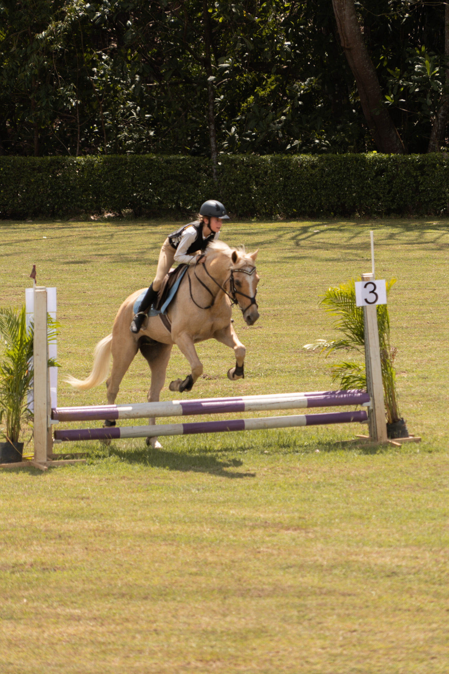 Caballo 1