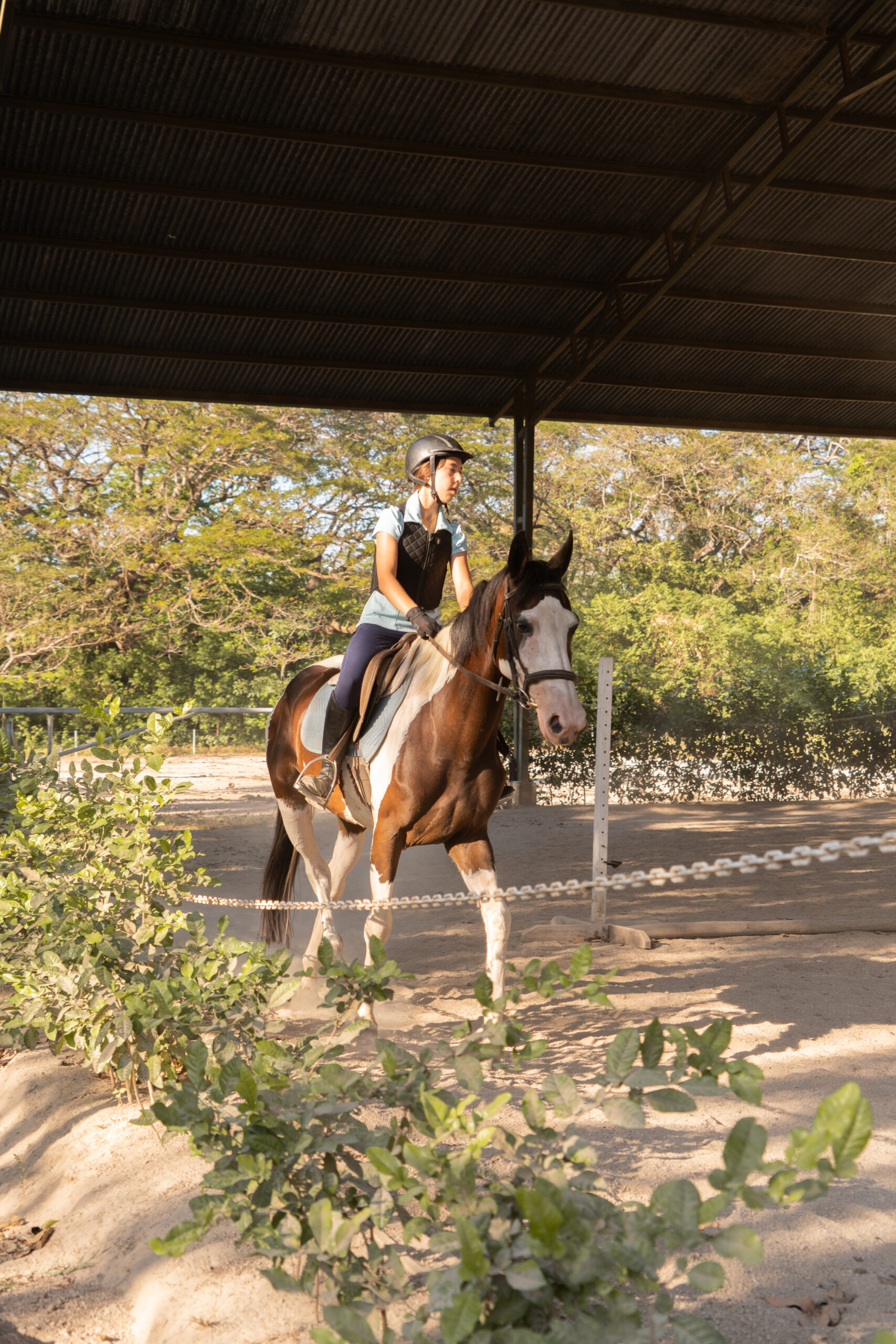 Caballo 6